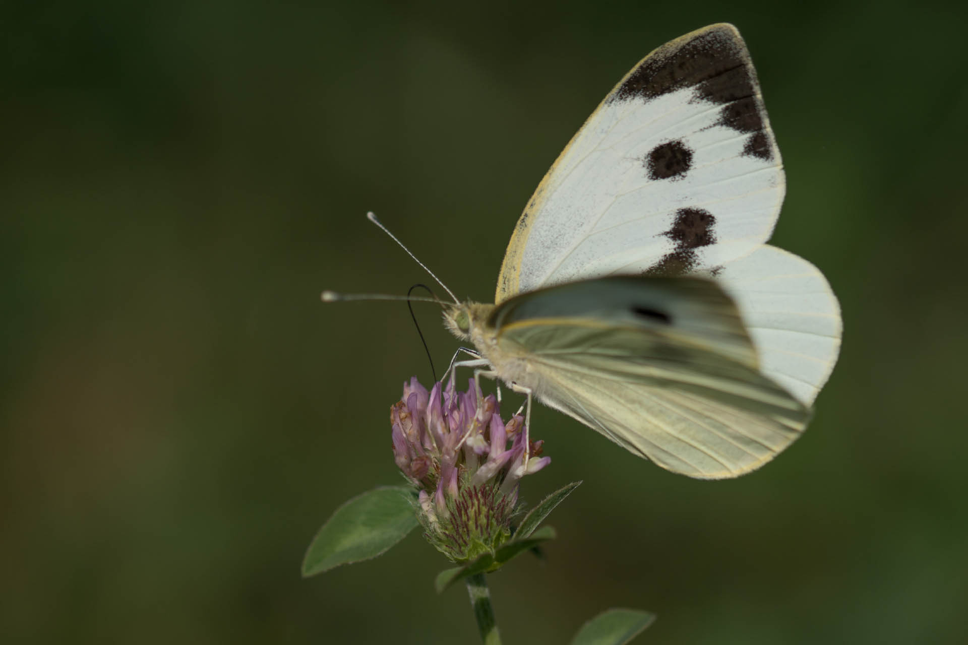 /PicturesNA/Photos/Butterflies/Daniels/Pieris_brassicae_Bonn_2018_08_12_A_large.jpg