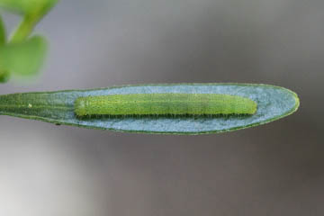Raupe des Karstweißlings (Pieris mannii) auf Immergrüner Schleifenblume (Iberis sempervirens) in Kessenich
