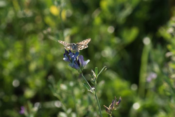 Mehrbrütiger Würfel-Dickkopffalter (Pyrgus armoricanus) auf dem Messdorfer Feld