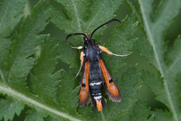Roter Ampfer-Glasflügler (Pyropteron chrysidiformis) auf dem Meßdorfer Feld (Bonn) Roter Ampfer-Glasflügler (Pyropteron chrysidiformis) auf dem Meßdorfer Feld (Bonn)