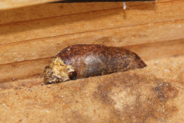 Chrysalis of a Brown Hairstreak (Thecla betulae)