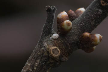 Ei eines Nierenfleck-Zipfelfalters (Thecla betulae) auf einem Schlehen (Prunus spinosa)-Zweig in Kessenich