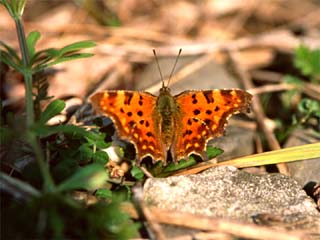Comma (Polygonia c-album) on a path between motorway and forest