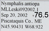 Nymphalis antiopa ssp. lintnerii
