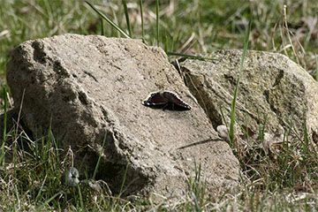 Ein Trauermantel (Nymphalis antiopa) sonnt sich auf einem Stein