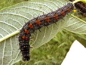 Camberwell Beauty (Nymphalis antiopa) caterpillars on Willow (Salix)