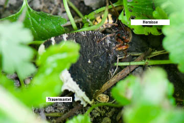 Eine Hornisse (Vespa crabro) mit einem kurz zuvor auf einem Schmetterlingsflieder (Buddleja davidii) überwältigten Trauermantel (Nymphalis antiopa) im Gras