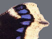 Trauermantel (Nymphalis antiopa) - hellgelber Saum