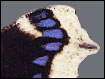 Trauermantel (Nymphalis antiopa) - cremefarbener Saum