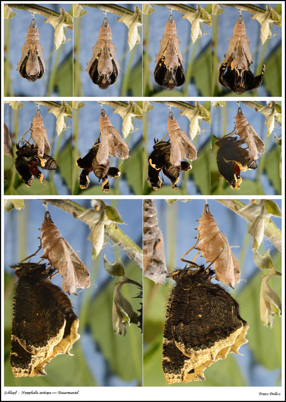 /PicturesNA/Photos/Butterflies/Prelicz/antiopa_falter_sequenz_prelicz_001_large.jpg