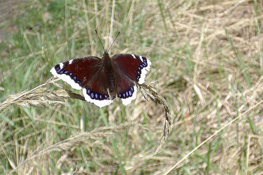 /PicturesNA/Photos/Butterflies/Reichel/Nymphalis_antiopa_Romy_Reichel_Niederspreer_2008_04_13_large.jpg
