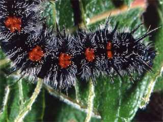 Camberwell Beauty (Nymphalis antiopa) caterpillar