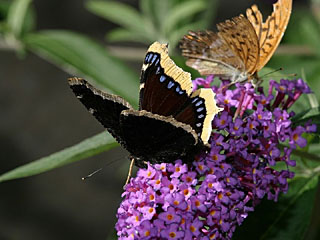 Trauermantel (Nymphalis antiopa) zusammen mit einem Kaisermantel (Argynnis paphia) auf Schmetterlingsflieder (Buddleja davidii)