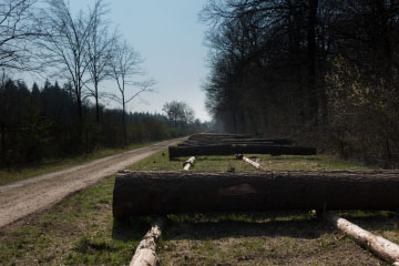 Lagerplatz für Holzstämme im Kottenforst neben der A565