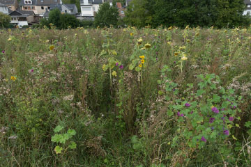 Meßdorfer Feld (Bonn): Landwirte machen Naturschutz Meßdorfer Feld (Bonn): Landwirte machen Naturschutz