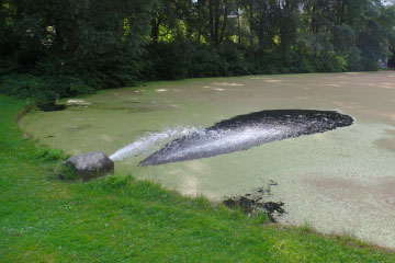 Algae in Lake Rheinau, Bonn